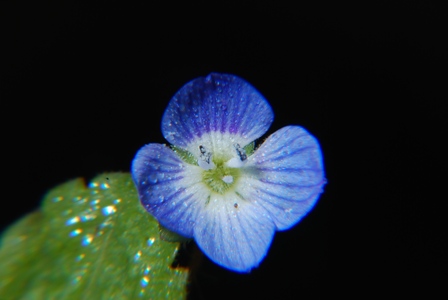 Un dubbio improvviso - Veronica cfr. persica